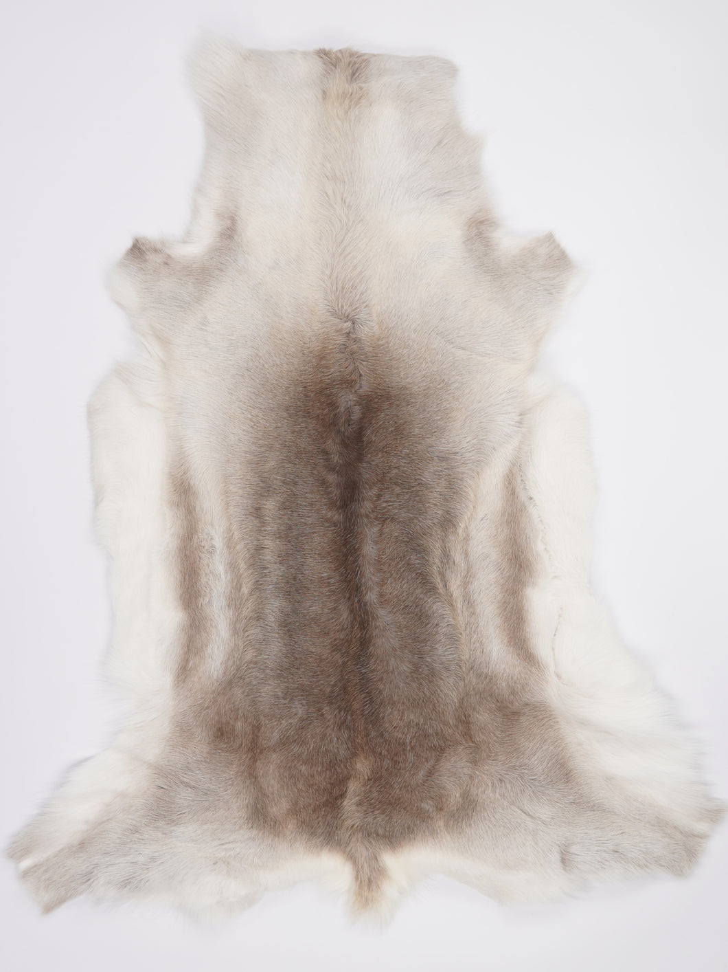 Šiaurinio elnio kailis XXXL