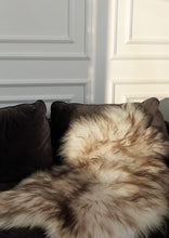 Įkelti vaizdą į galerijos rodinį, Muflono islandiškas avikailis iš arti
