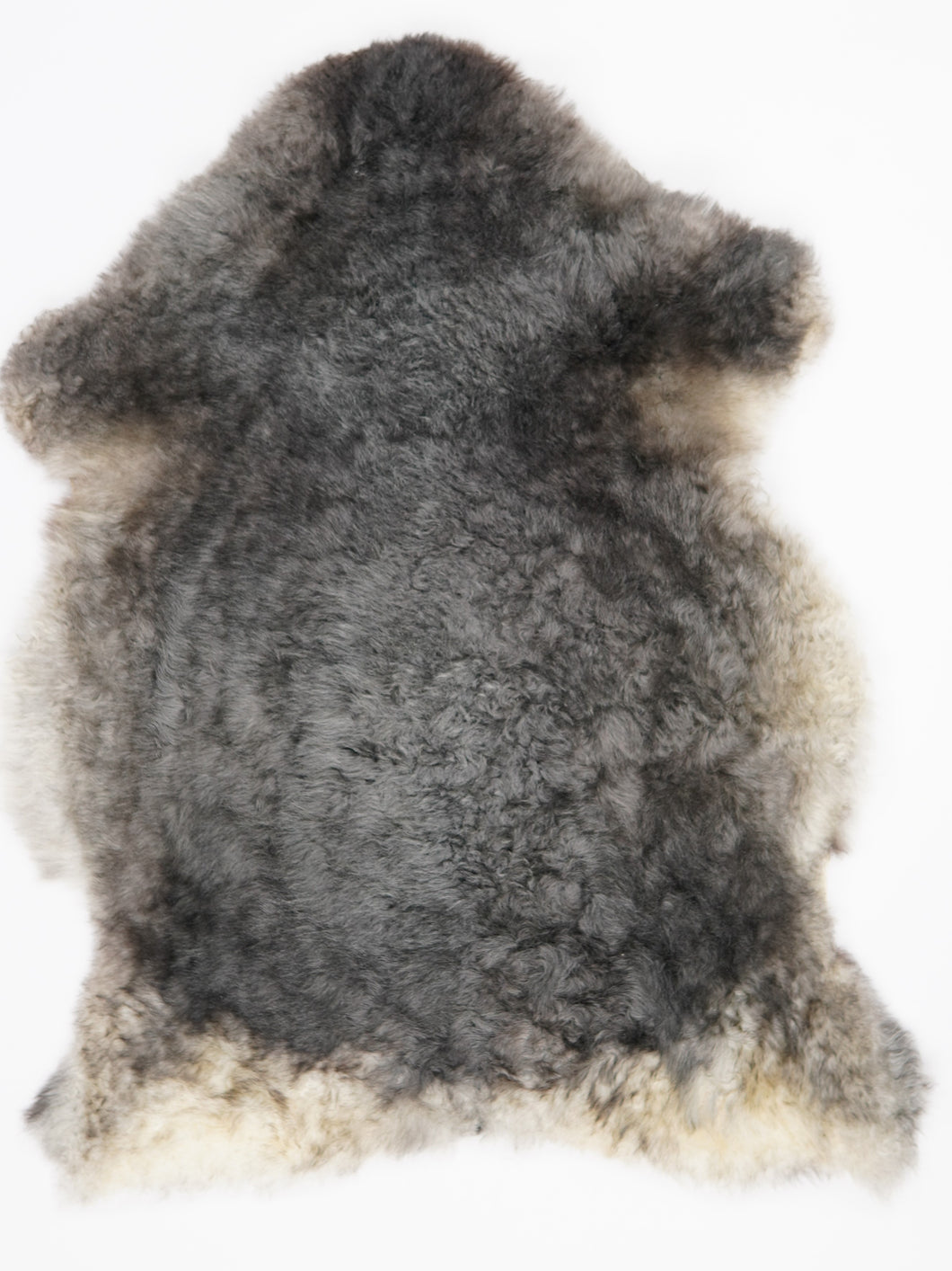 Įvairiaspalvis avikailis M