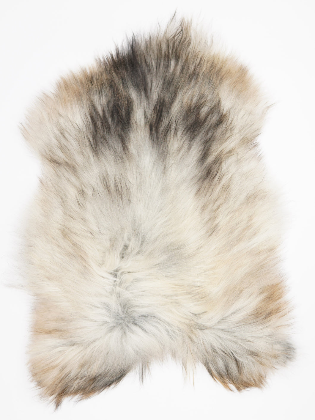 Pilkas islandiškas avikailis L