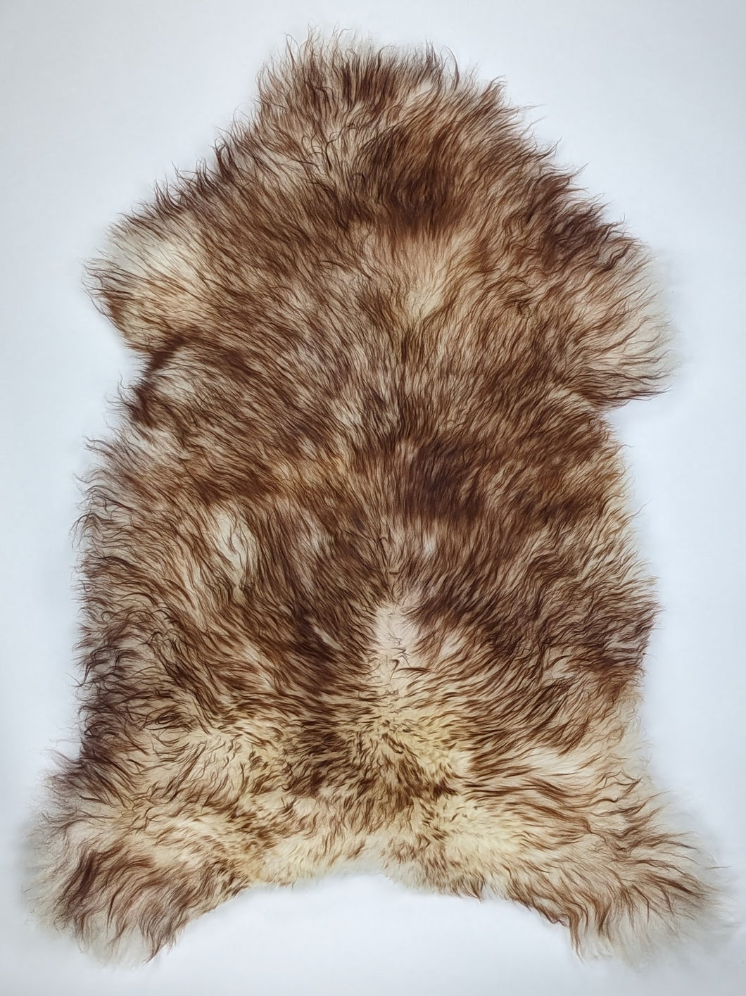 Muflono avikailis XXL