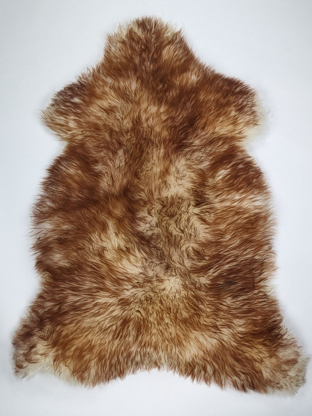 Muflono avikailis XL