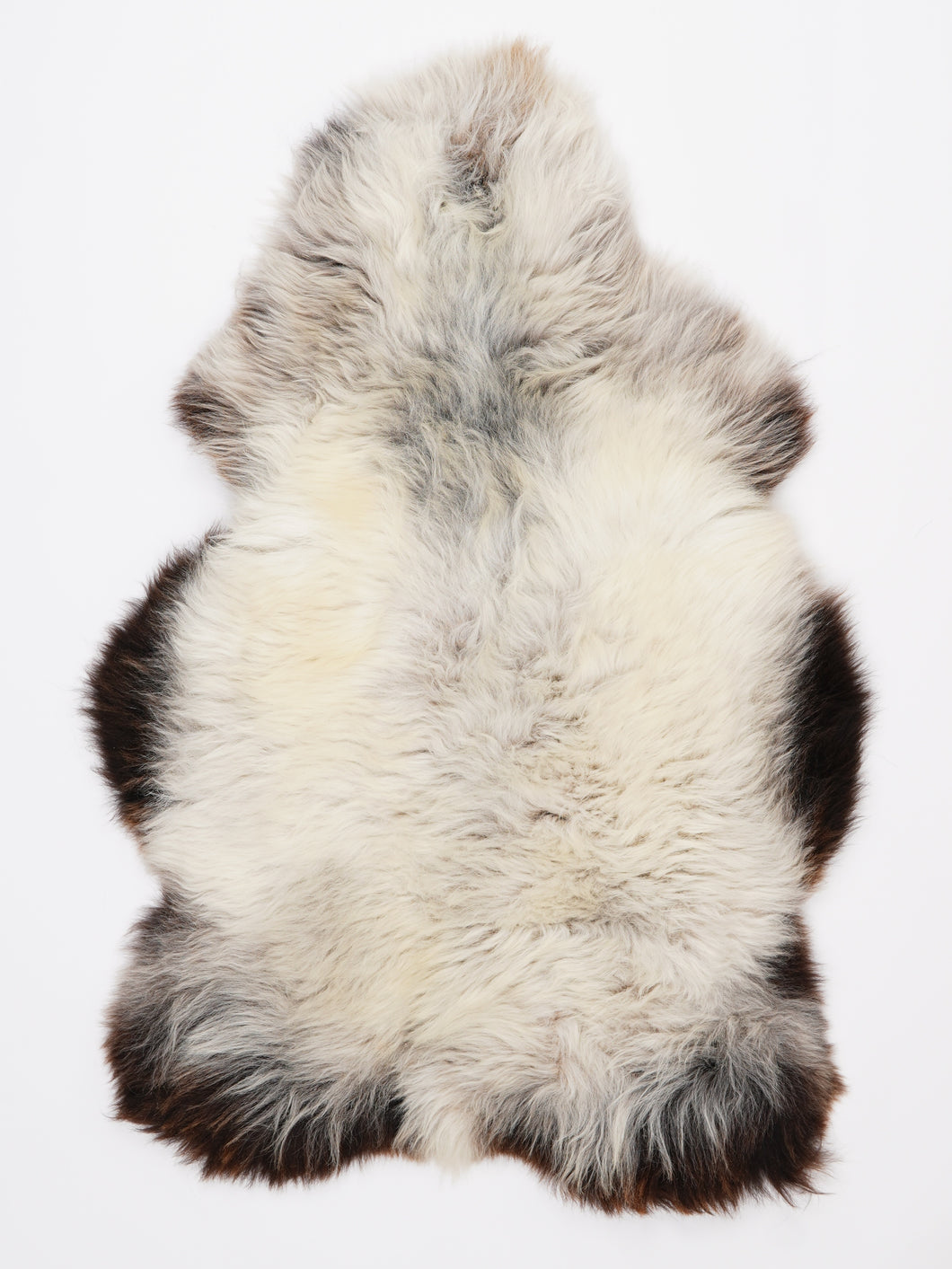 Įvairiaspalvis avikailis L