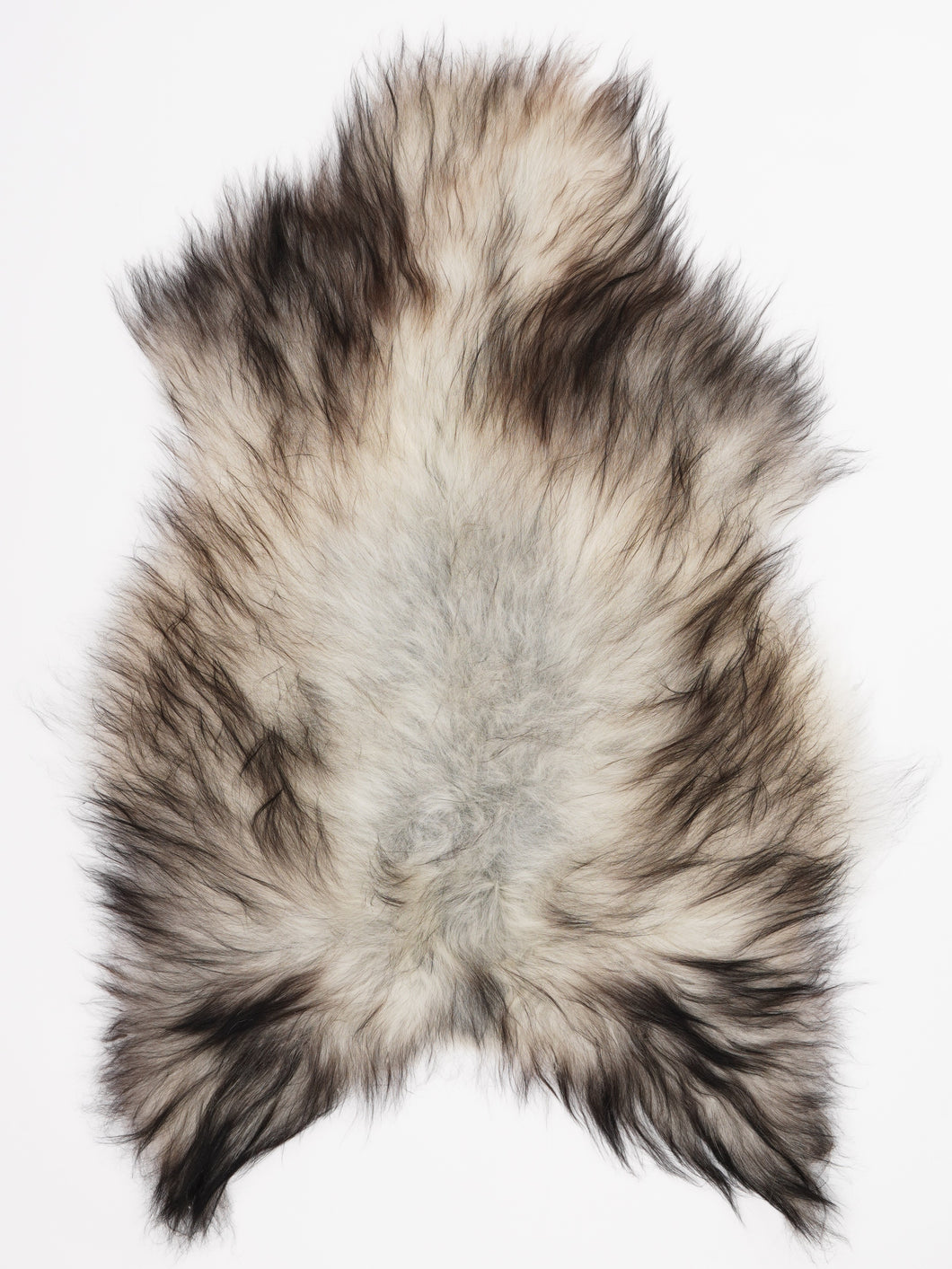 Pilkas islandiškas avikailis L