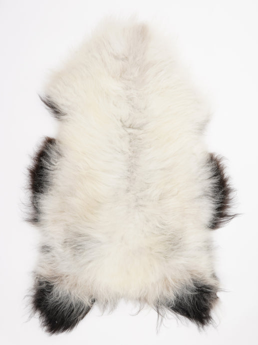 Islandiškas avikailis XXL