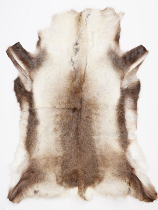 Šiaurinio elnio kailis XXXL