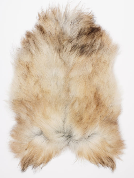 Islandiškas avikailis XL