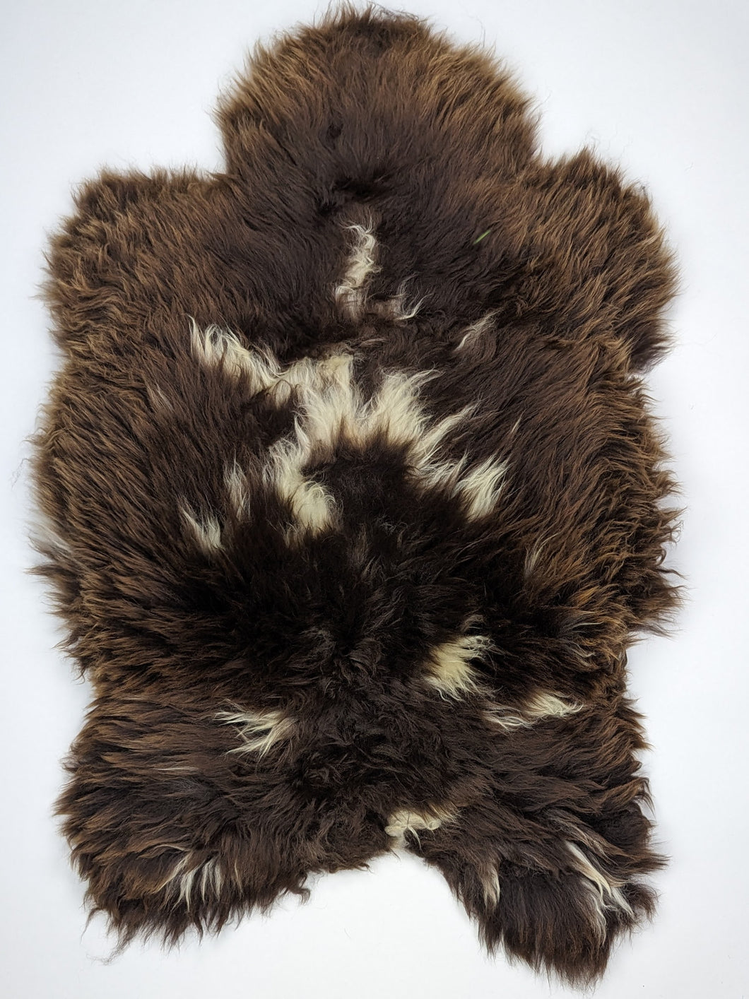 Įvairiaspalvis avikailis L