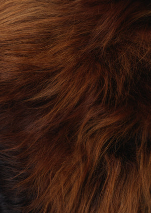 Icelandic sheepskin Rusty close up