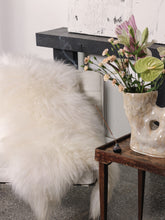 Načíst obrázek do prohlížeče Galerie, Baltas islandiškas avikailis
